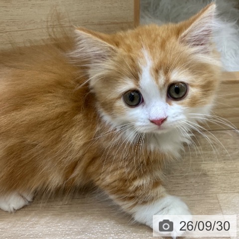 ミヌエットの写真