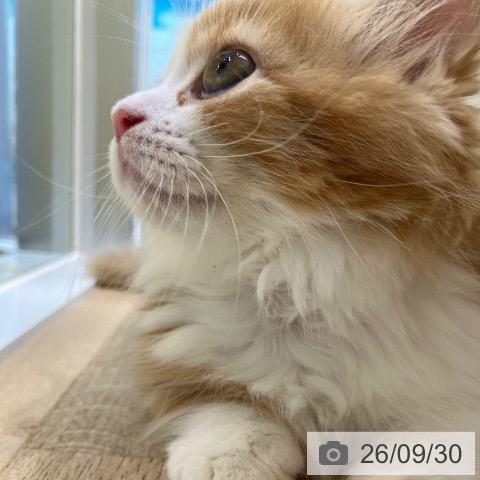 ミヌエットの写真