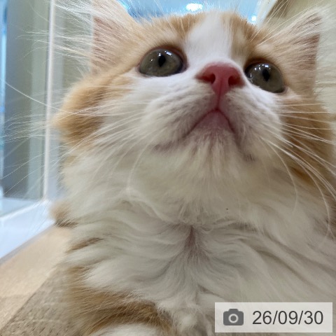 ミヌエットの写真