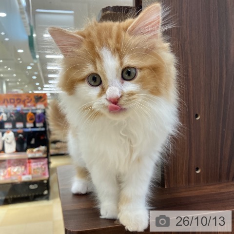 愛知県のラガマフィン (ペットプラス 豊橋牧野店/2026年7月27日生まれ/男の子/レッドタビーホワイト)の子猫の4枚目の画像