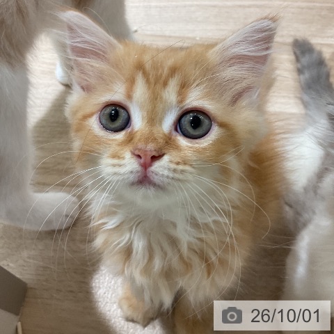 三重県のラガマフィン (ペットプラス 鈴鹿店/2026年7月29日生まれ/女の子/レッドタビー)の子猫の4枚目の画像