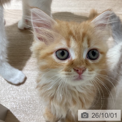 三重県のラガマフィン (ペットプラス 鈴鹿店/2026年7月29日生まれ/女の子/レッドタビー)の子猫の3枚目の画像