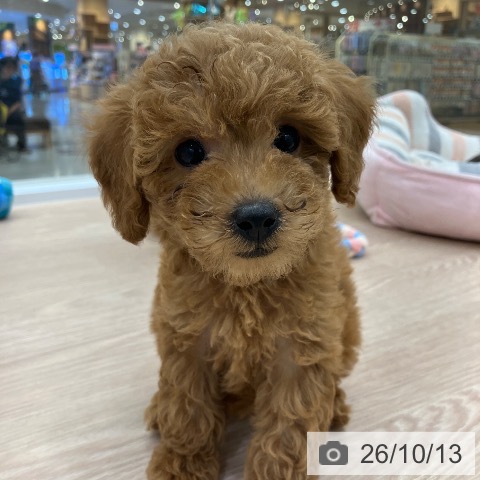 愛知県のトイプードル(トイ) (ペットプラス 豊田店/2026年7月30日生まれ/女の子/レッド)の子犬の3枚目の画像