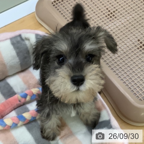 ミニチュア・シュナウザーの写真