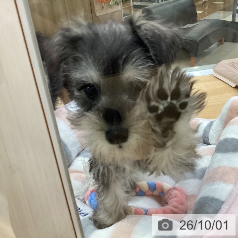 ミニチュア・シュナウザーの写真