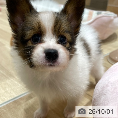 埼玉県のパピヨン (ペットプラス ららぽーと富士見店/2026年7月29日生まれ/男の子/ホワイトブラウン)の子犬の3枚目の画像