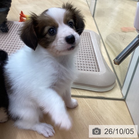 パピヨンの写真