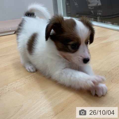 パピヨンの写真