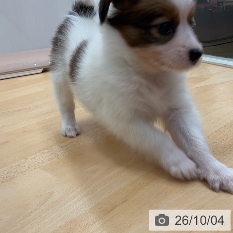 パピヨンの写真