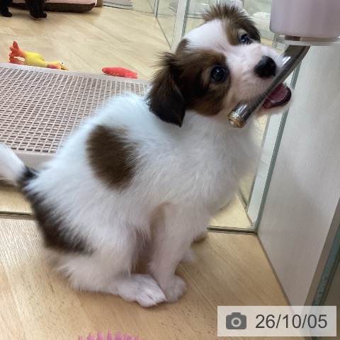 パピヨンの写真