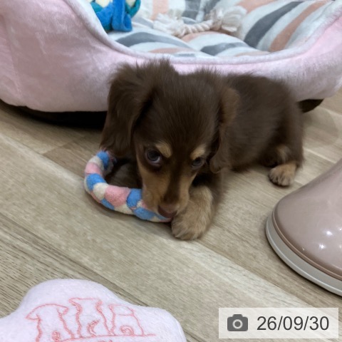 岐阜県のカニンヘンダックスフンド(ロング) (ペットプラス 各務原店/2026年7月30日生まれ/男の子/チョコレートイエロー)の子犬の4枚目の画像