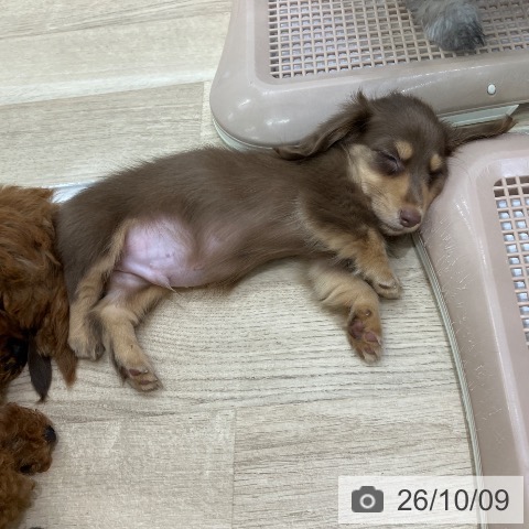 岐阜県のカニンヘンダックスフンド(ロング) (ペットプラス 各務原店/2026年7月30日生まれ/男の子/チョコレートイエロー)の子犬の3枚目の画像