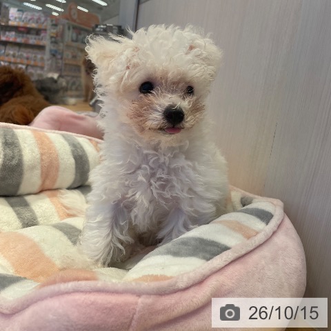 三重県のビションフリーゼ (ペットプラス 東員店/2026年7月26日生まれ/女の子/ホワイト)の子犬の4枚目の画像