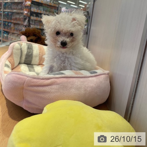 三重県のビションフリーゼ (ペットプラス 東員店/2026年7月26日生まれ/女の子/ホワイト)の子犬の3枚目の画像