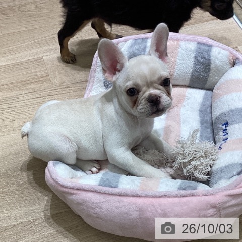 宮城県のフレンチブルドッグ (ペットプラス 名取店/2026年7月25日生まれ/女の子/クリーム)の子犬の3枚目の画像