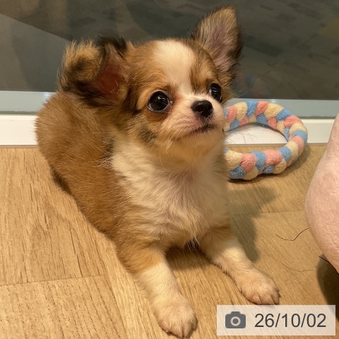 チワワの写真
