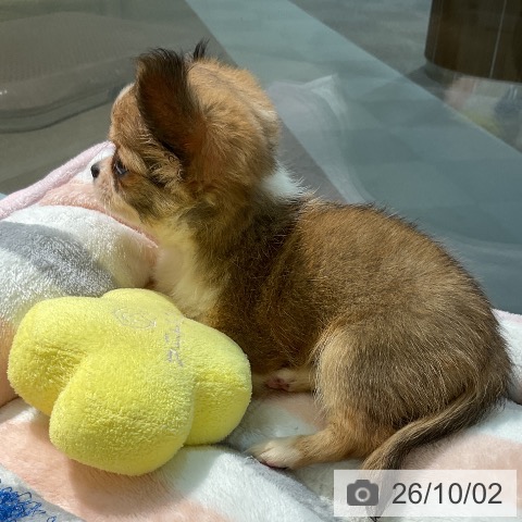 チワワの写真