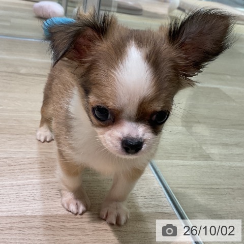 チワワの写真