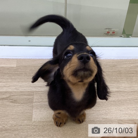ミニチュア・ダックスフンドの写真
