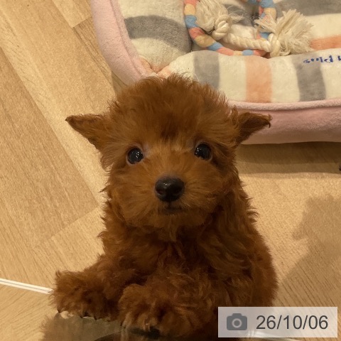 三重県のトイプードル(トイ) (ペットプラス 鈴鹿店/2026年7月30日生まれ/男の子/レッド)の子犬の4枚目の画像