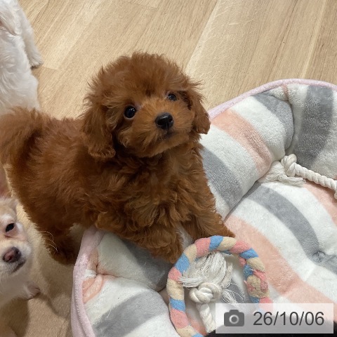 三重県のトイプードル(トイ) (ペットプラス 鈴鹿店/2026年7月30日生まれ/男の子/レッド)の子犬の3枚目の画像