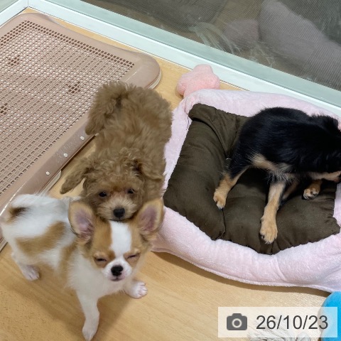 石川県のトイプードル(トイ) (ペットプラス 新小松店/2026年7月30日生まれ/女の子/アプリコット)の子犬の4枚目の画像