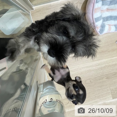 宮城県のミニチュアシュナウザー (ペットプラス 仙台上杉店/2026年7月31日生まれ/男の子/ソルトペッパー)の子犬の4枚目の画像