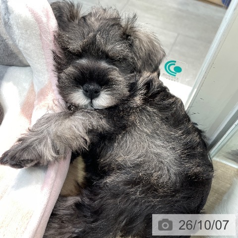 神奈川県のミニチュアシュナウザー (ペットプラス ゆめが丘ソラトス店/2026年7月31日生まれ/男の子/ソルトペッパー)の子犬の4枚目の画像