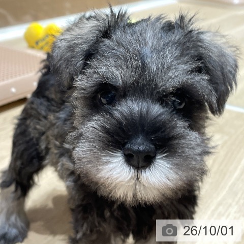 埼玉県のミニチュアシュナウザー (ペットプラス ららぽーと富士見店/2026年7月31日生まれ/女の子/ソルトペッパー)の子犬の3枚目の画像