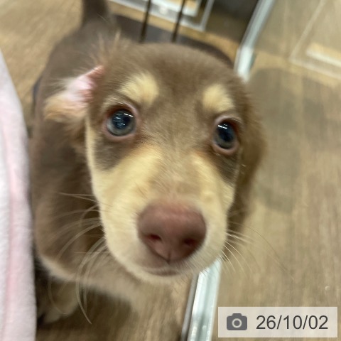 愛知県のミニチュアダックスフンド(ロング) (ペッツワン 東海店/2026年7月31日生まれ/男の子/チョコレートイエロー)の子犬の4枚目の画像