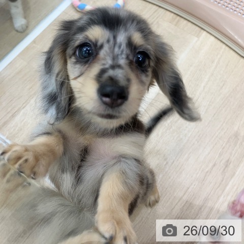 ミニチュア・ダックスフンドの写真