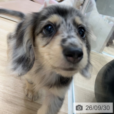 ミニチュア・ダックスフンドの写真