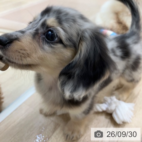 ミニチュア・ダックスフンドの写真