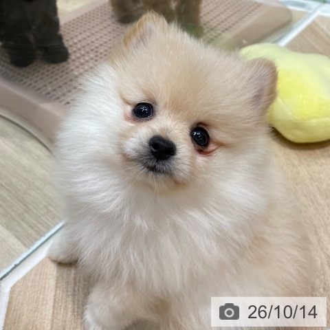 埼玉県のポメラニアン (ペットプラス ららぽーと新三郷店/2026年7月30日生まれ/女の子/クリーム)の子犬の4枚目の画像