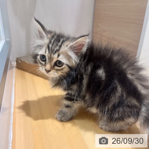 スコティッシュフォールドの写真
