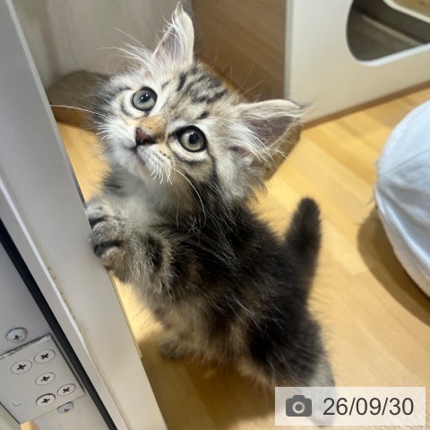 スコティッシュフォールドの写真