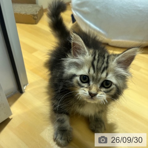スコティッシュフォールドの写真
