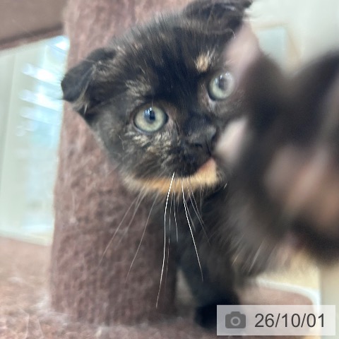 スコティッシュフォールドの写真