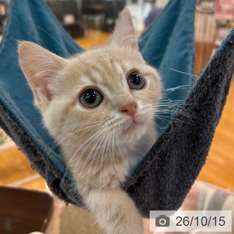 京都府のスコティッシュフォールド (ペットプラス イオンモールKYOTO店/2026年7月27日生まれ/男の子/クリームタビー)の子猫の3枚目の画像