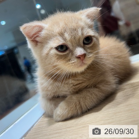 スコティッシュフォールドの写真