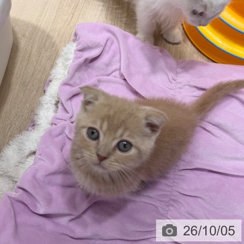 大阪府のスコティッシュフォールド (ペットプラス 四條畷店/2026年7月27日生まれ/男の子/クリームタビー)の子猫の3枚目の画像