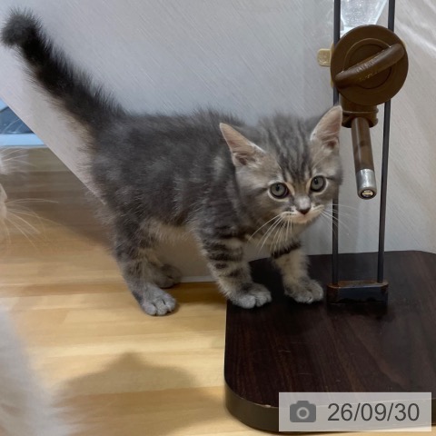 スコティッシュフォールドの写真