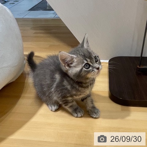 スコティッシュフォールドの写真