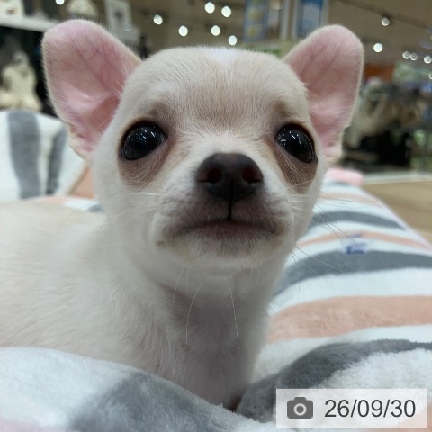 チワワの写真