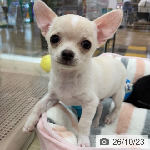 岐阜県のチワワ(ロング) (ペットプラス 光ケ丘店/2026年7月31日生まれ/男の子/クリーム)の子犬の4枚目の画像