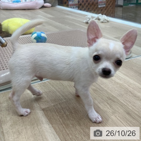 岐阜県のチワワ(ロング) (ペットプラス 光ケ丘店/2026年7月31日生まれ/男の子/クリーム)の子犬の4枚目の画像