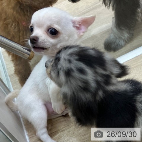 チワワの写真