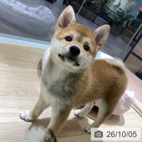 愛知県の柴犬(標準サイズ) (ペットプラス イオンモール豊川店/2026年7月28日生まれ/男の子/赤)の子犬の4枚目の画像