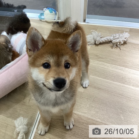 愛知県の柴犬(標準サイズ) (ペットプラス イオンモール豊川店/2026年7月28日生まれ/男の子/赤)の子犬の3枚目の画像