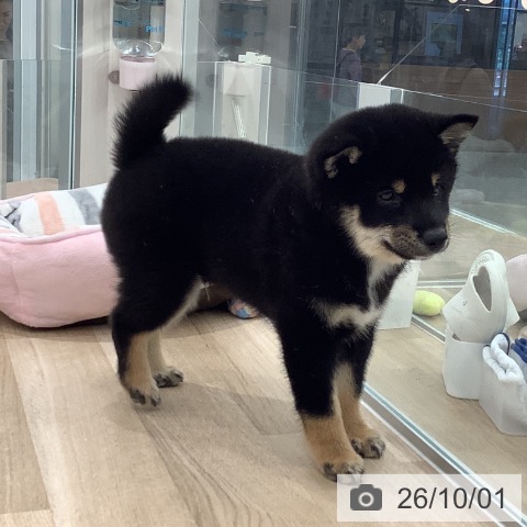 柴の写真